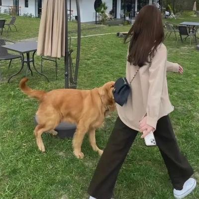 俄罗斯野生老虎